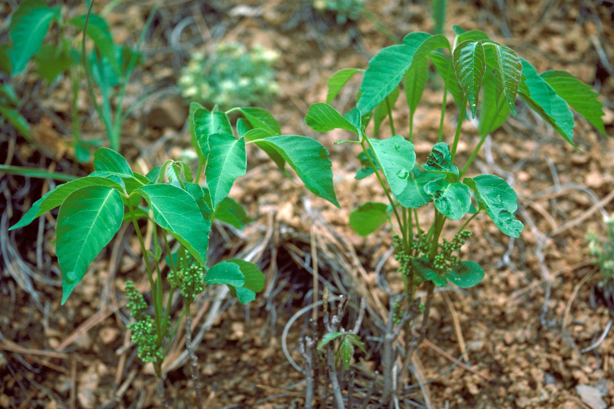 Western Poison Ivy (Toxicodendron rydbergii) is often mistaken for Poison Oak.