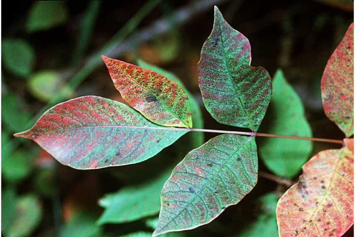Poison Sumac (Toxicodendron vernix) is sometimes considered to be the most poisonous plant of eastern North America.