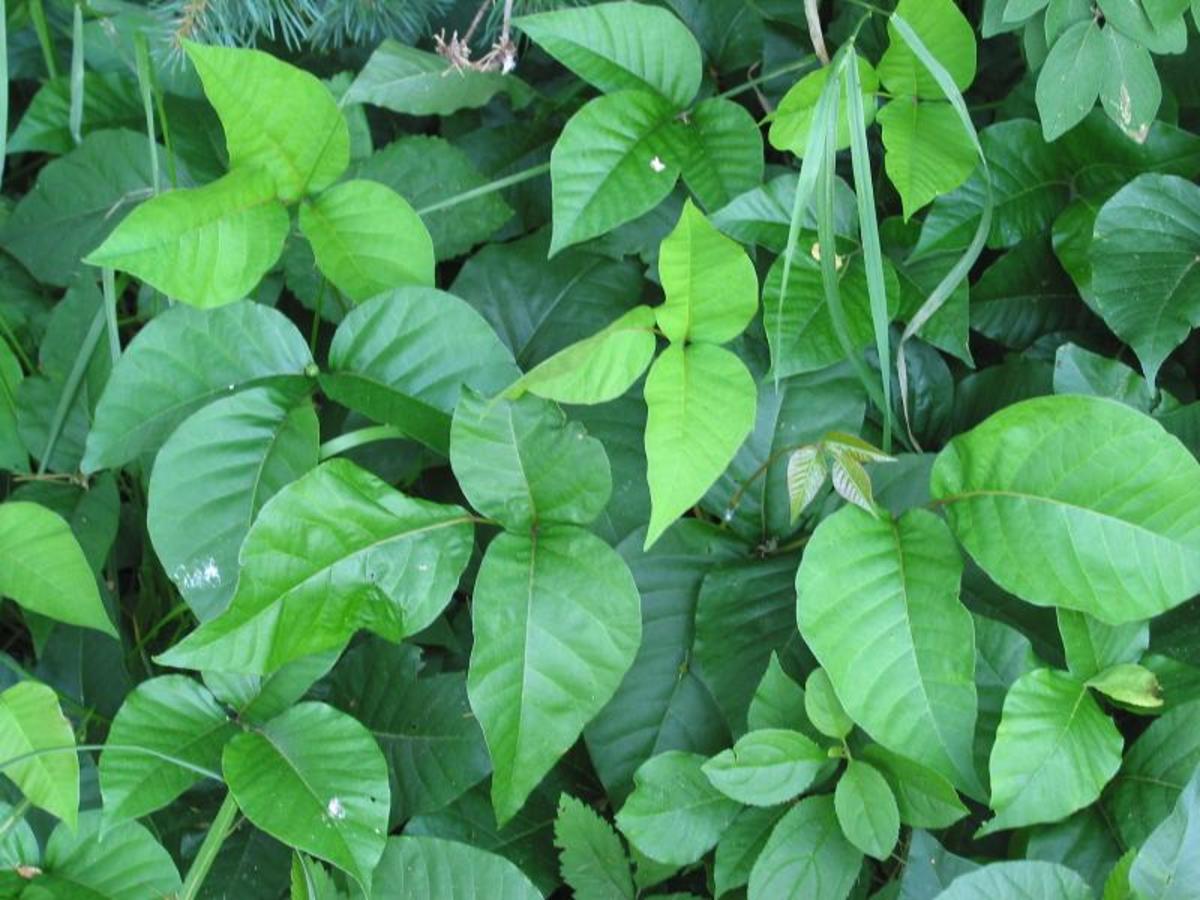 Eastern Poison Ivy (Toxicodendron radicans) is prevalent on the A.T.