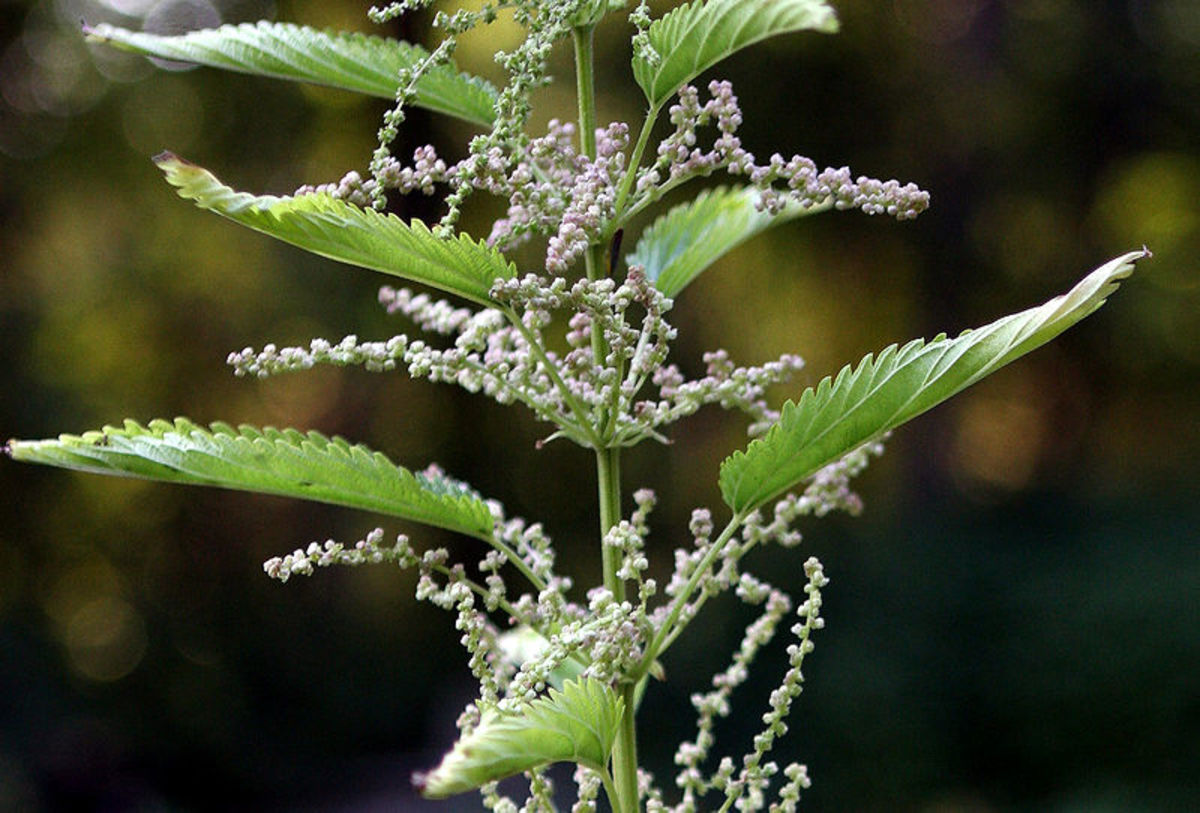 Nettles (Urtica spp.) are used for food and medicine when properly harvested and prepared.