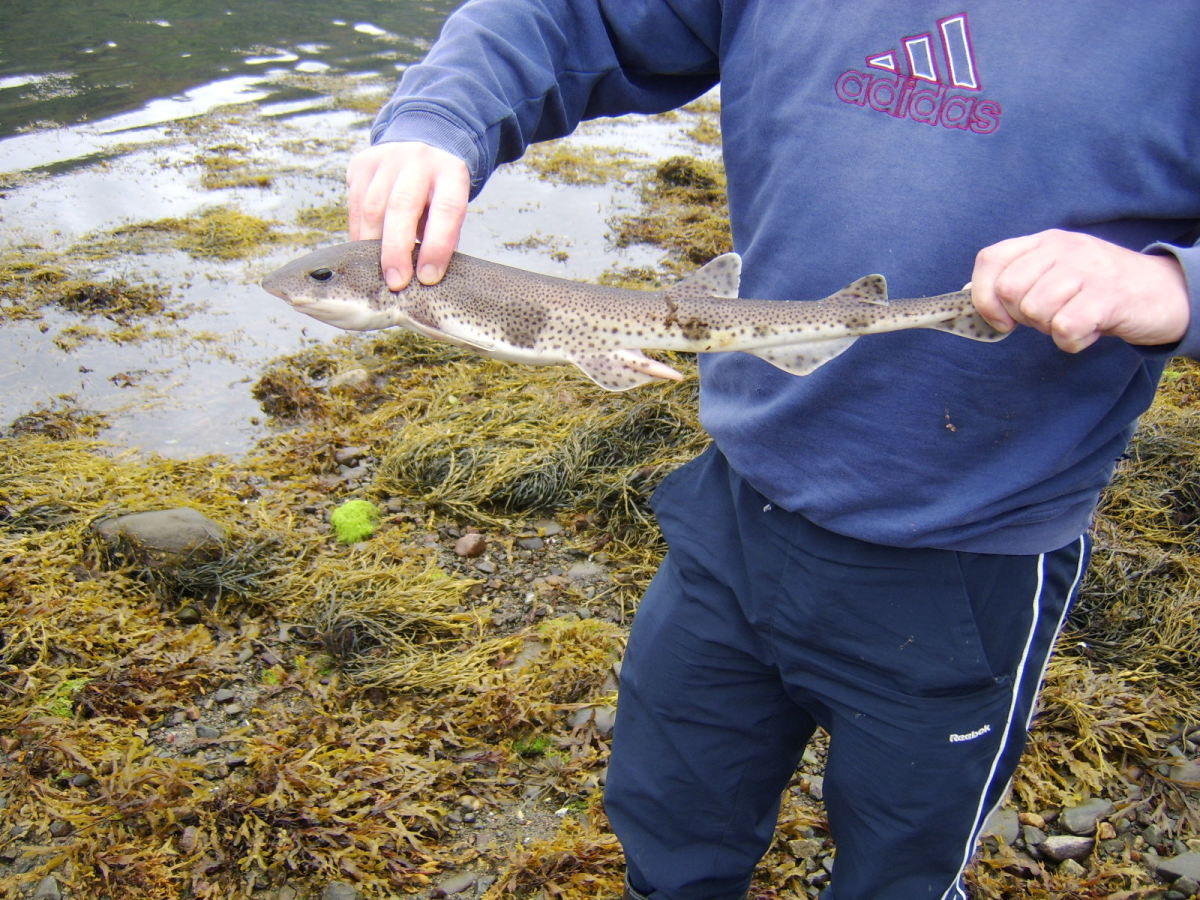 This modest dogfish represented Catch of the Day at Cairndow on this occasion