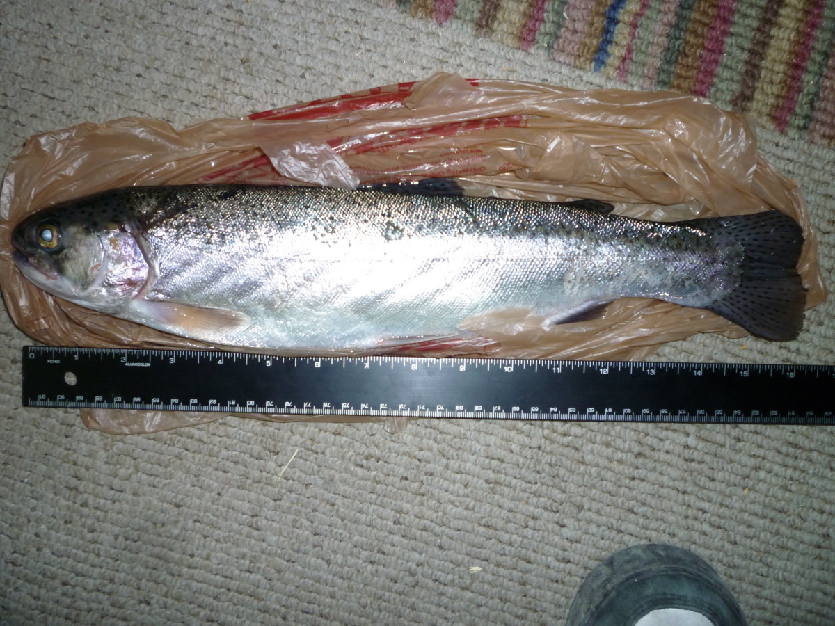 16-inch rainbow trout caught at the Thornton Gravel Ponds.