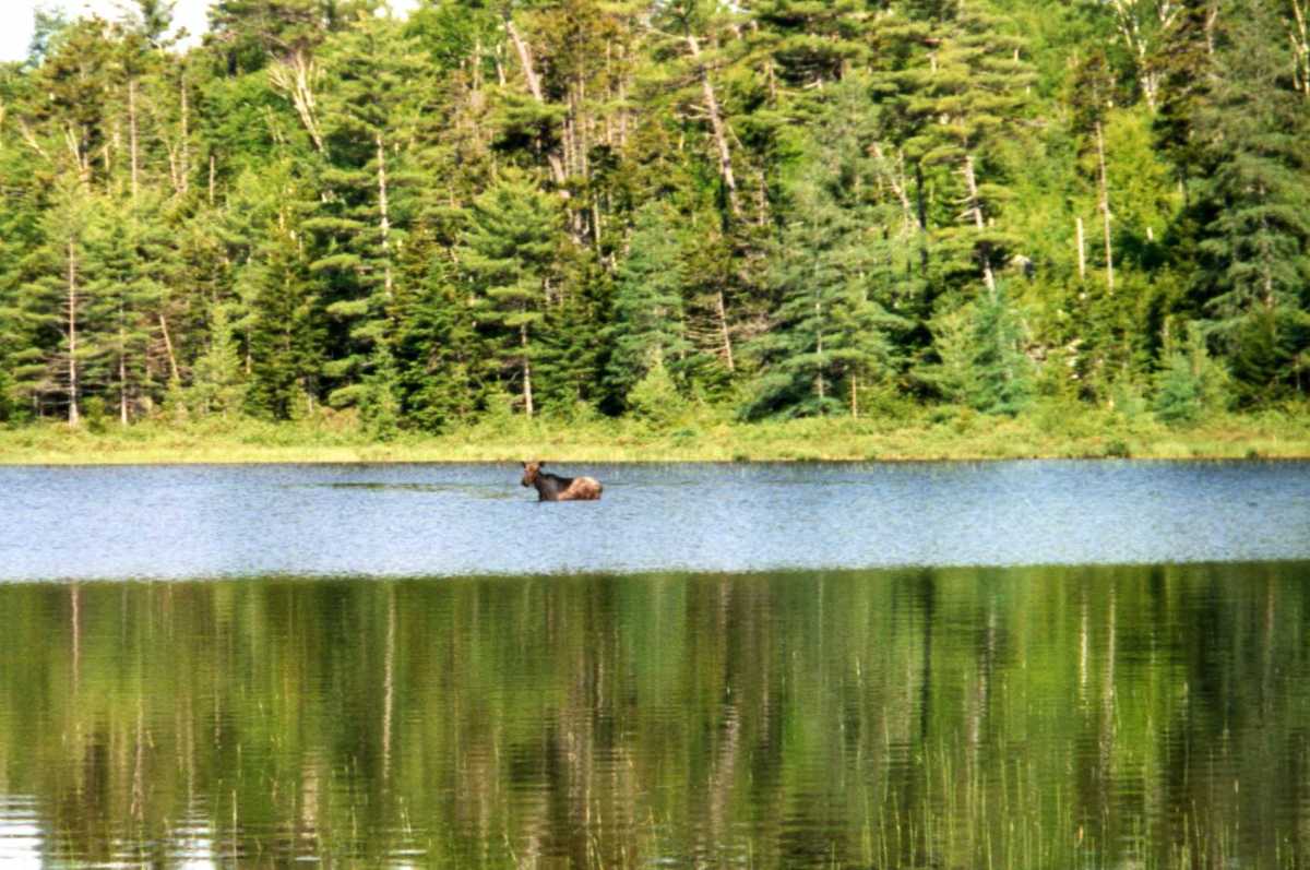 An Appalachian Trail Thru-hike In Pictures - Hubpages