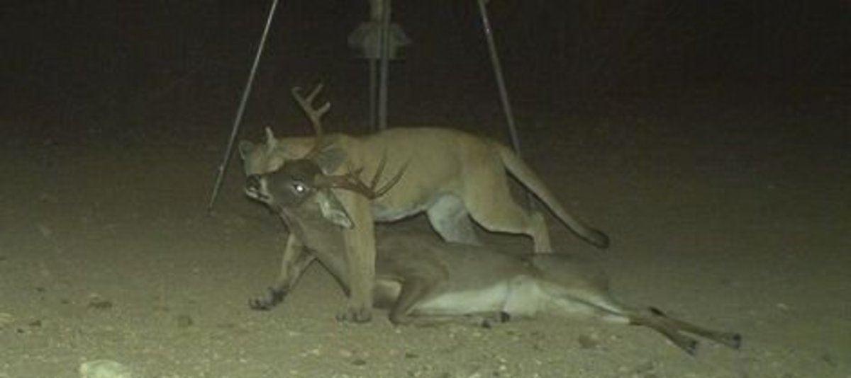 Deer Aren't The Only Lovers Of Deer Feeders, And Not All Deer Hunters Walk On Two Legs!
