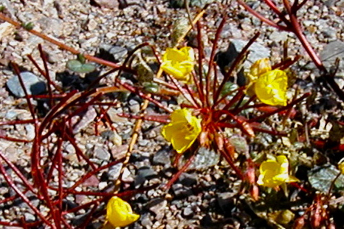 Wildflowers at Death Valley National Park.