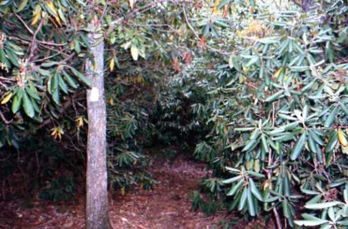 Follow the white blazes through the rhododendron ...