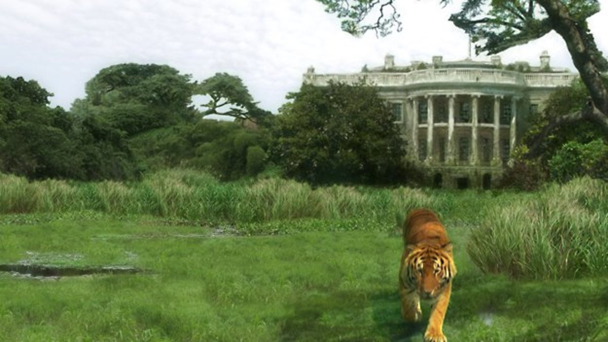 Escaped tigers will prowl across a newly wild Washington DC