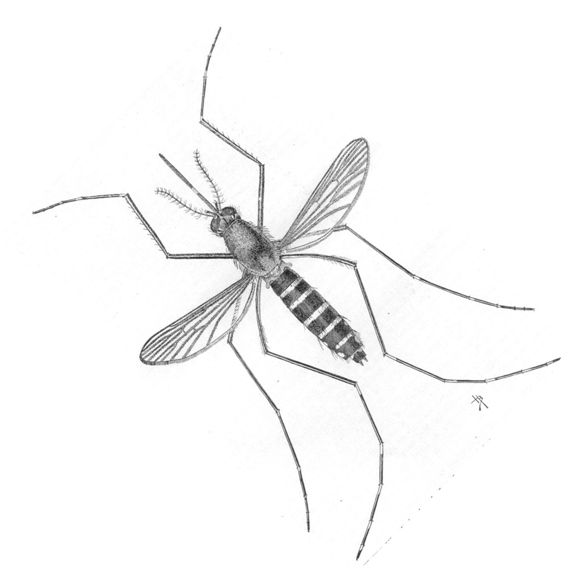 Mosquito bites can cause pain, irritation, itchiness, infection, and occasionally serious disease.