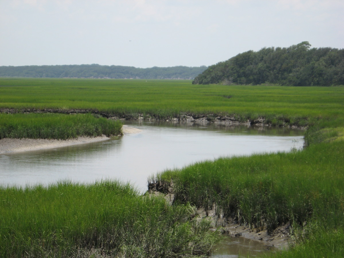 Simpson Creek is full of big blue crabs!