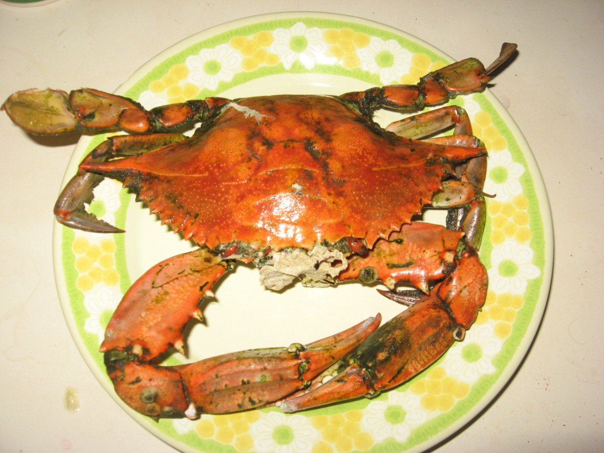 Blue Crabs My Best Crabbing Spots in Florida SkyAboveUs