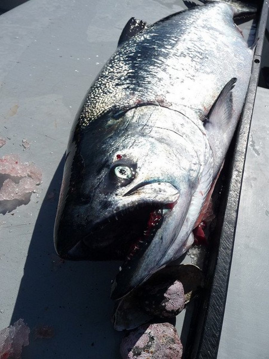 Mooching is a great way to target deep water King Salmon if you don't have downriggers on your boat.