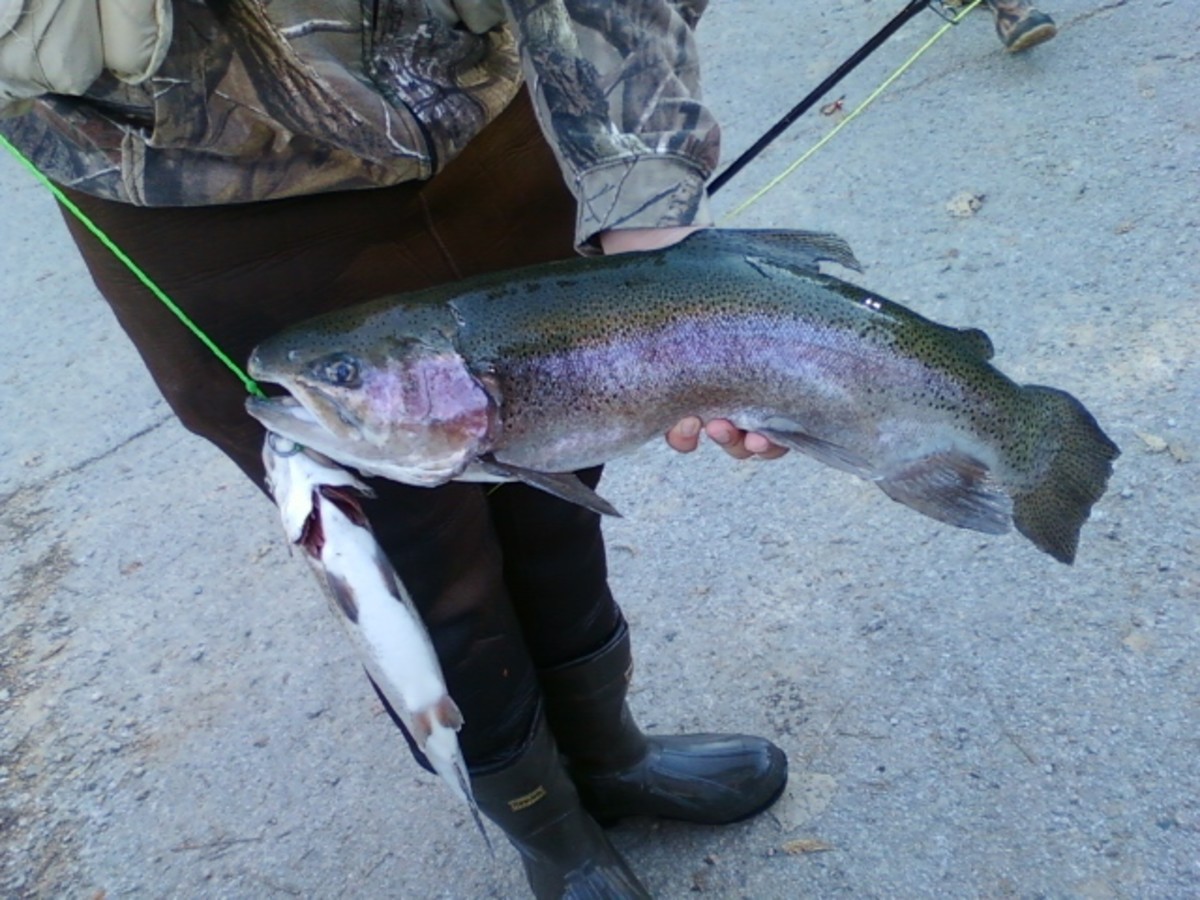 Another Bruiser Trout!