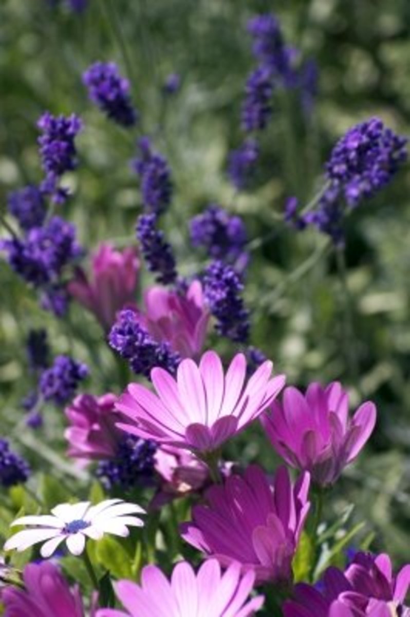 lavender-bug-repellent-spray-recipe-skyaboveus