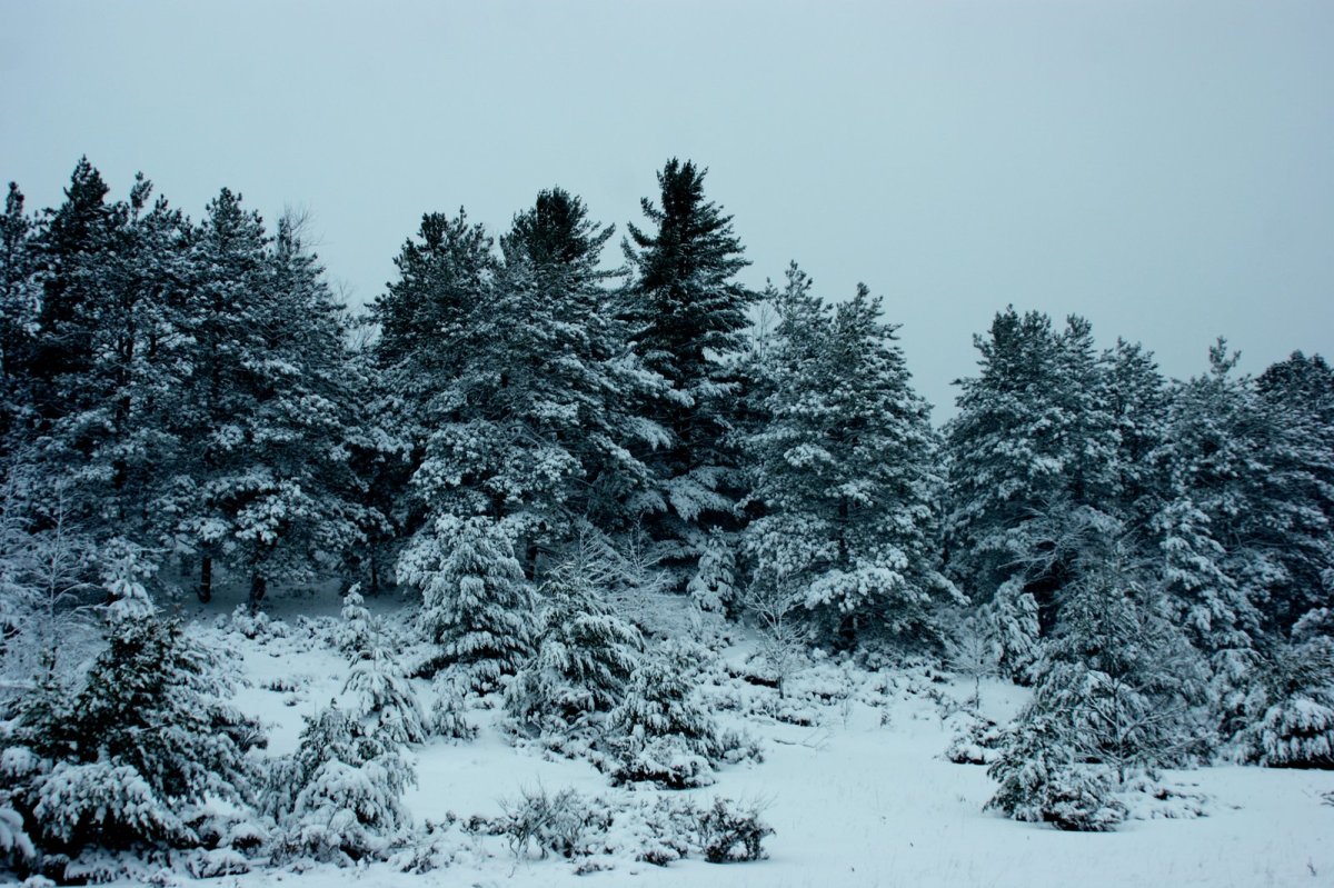 Northern Michigan is a winter wonderland.