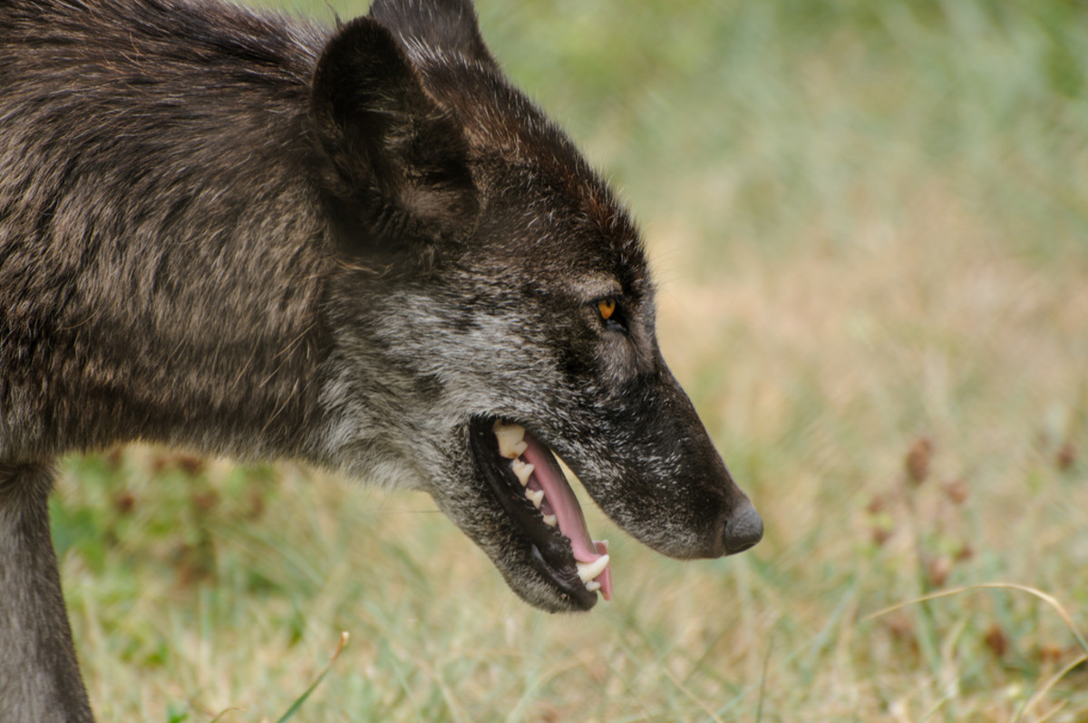 Wolves are known for their hypersensitive sense of smell and high endurance.