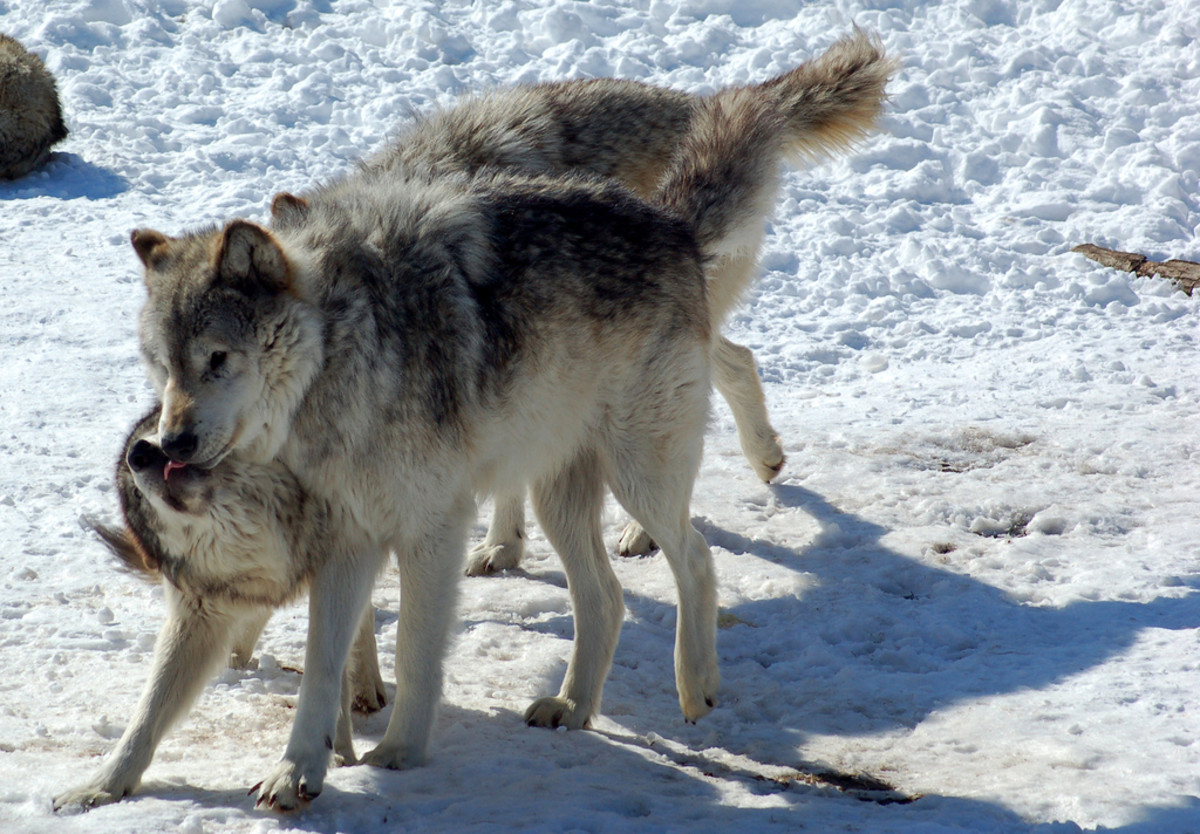 Wolf packs follow their alpha. If you can scare away the alpha, they will follow suit.