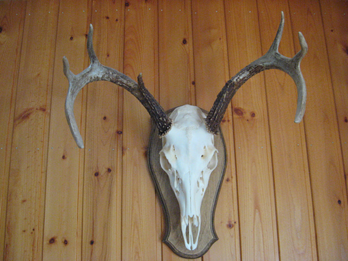 Hunters want trophies with the largest antlers possible.