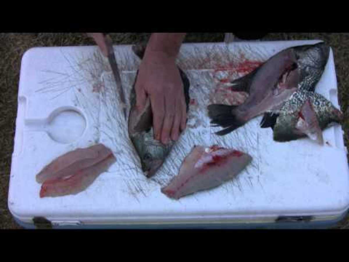 7 Best Lakes in Texas for Crappie Fishing and a Few Tips SkyAboveUs