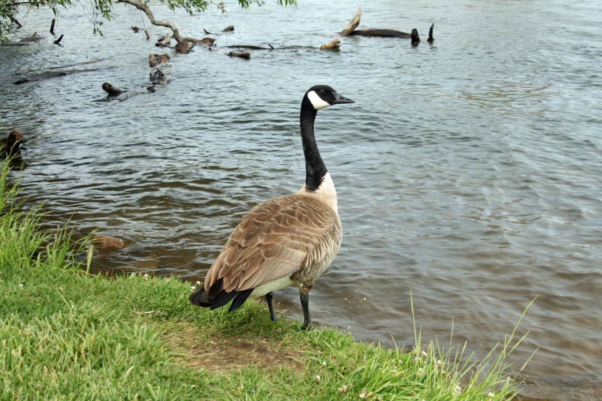 Geese made their home at Lodi Lake, along ducks, Swainson's hawks, egrets and several other species of native and migratory birds.