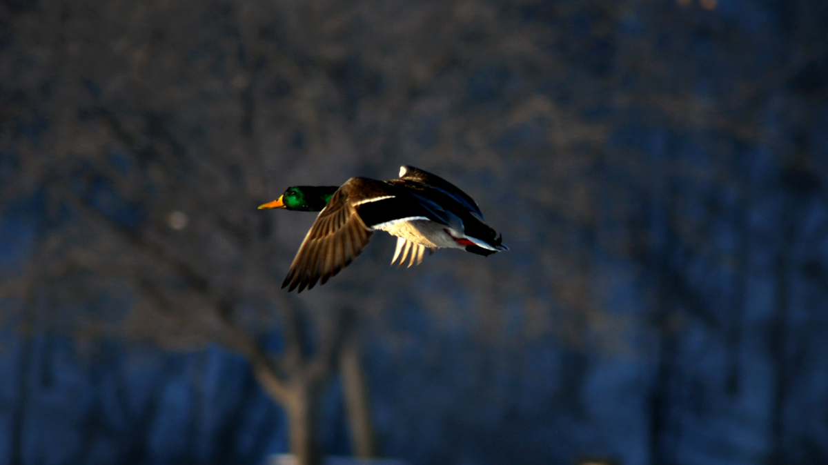 best-duck-hunting-kayaks