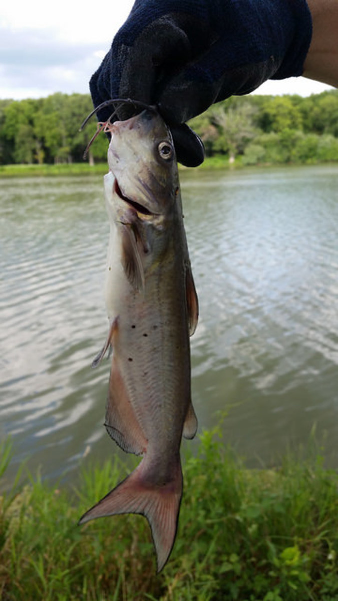 Channel Catfish caught at Miliken Lake, Wilmington, IL