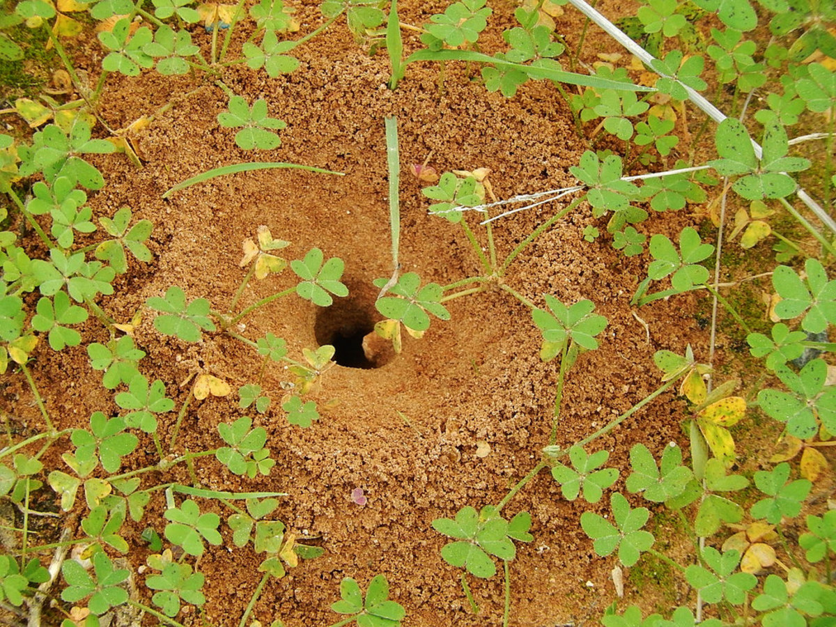 Ants have a tendancy to build their homes on the south side of mountains