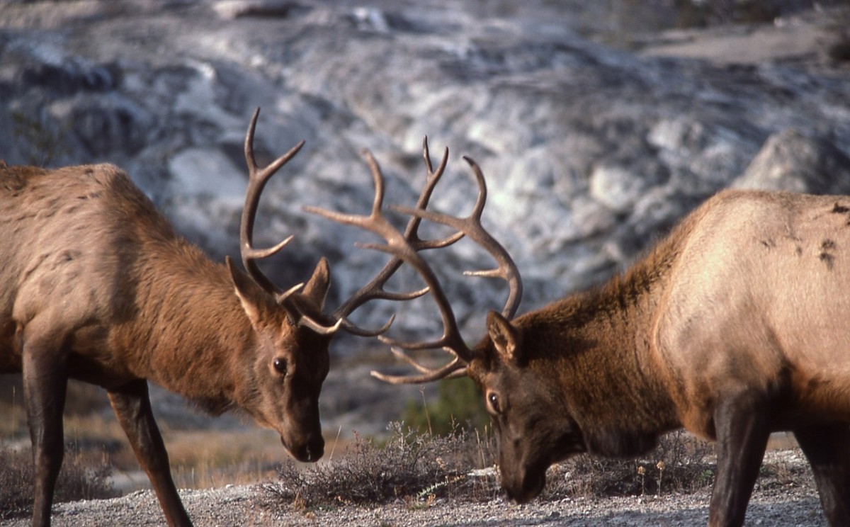 best-rifle-and-caliber-for-hunting-in-colorado