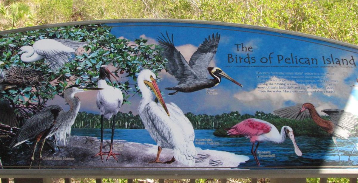 Visiting the Pelican Island National Wildlife Refuge: Vero Beach, Florida