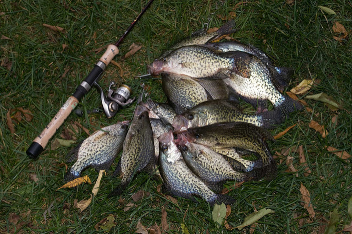 A great haul of crappie with an ultralight spinning set-up. Ultralight gear is a favorite for crappie and other panfish, as it makes casting microjigs and tubes possible.