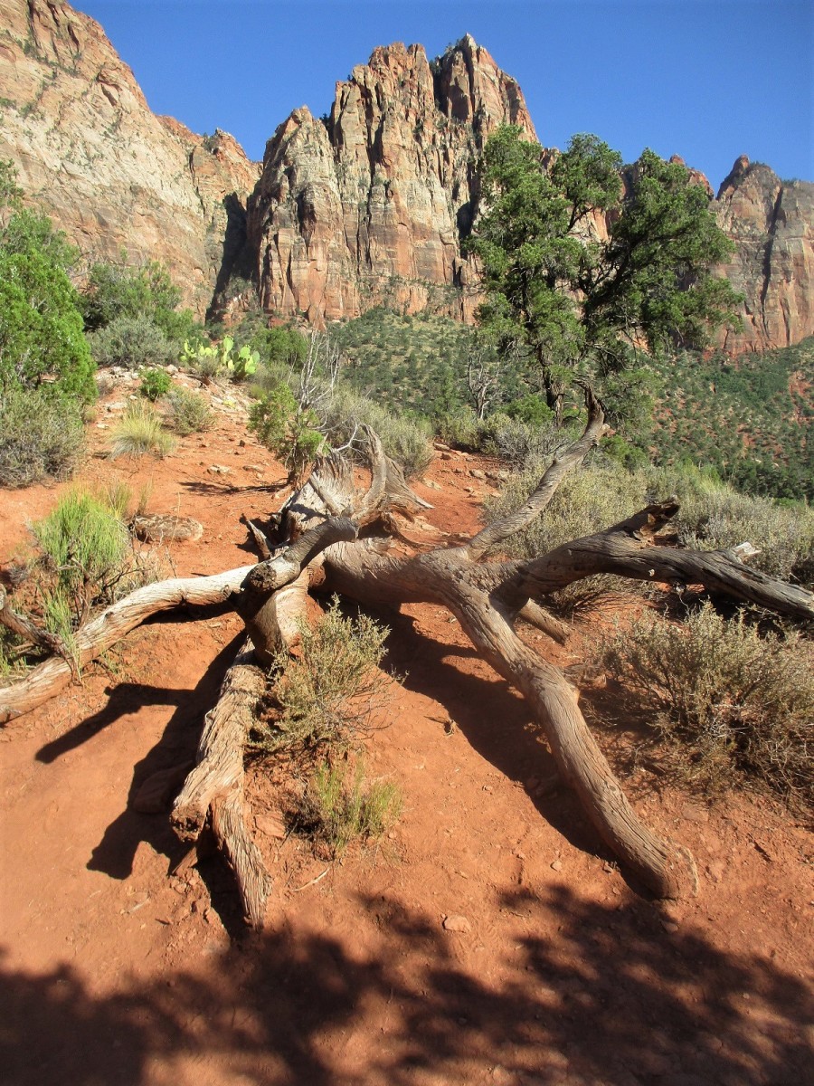 The Watchman stands guard to the south entrance of Zion National Park