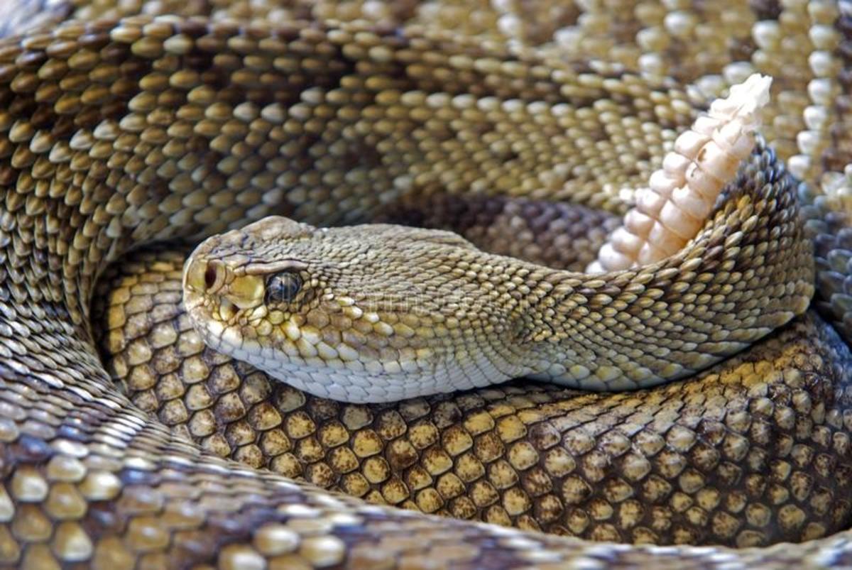 what-to-do-if-you-encounter-a-rattlesnake