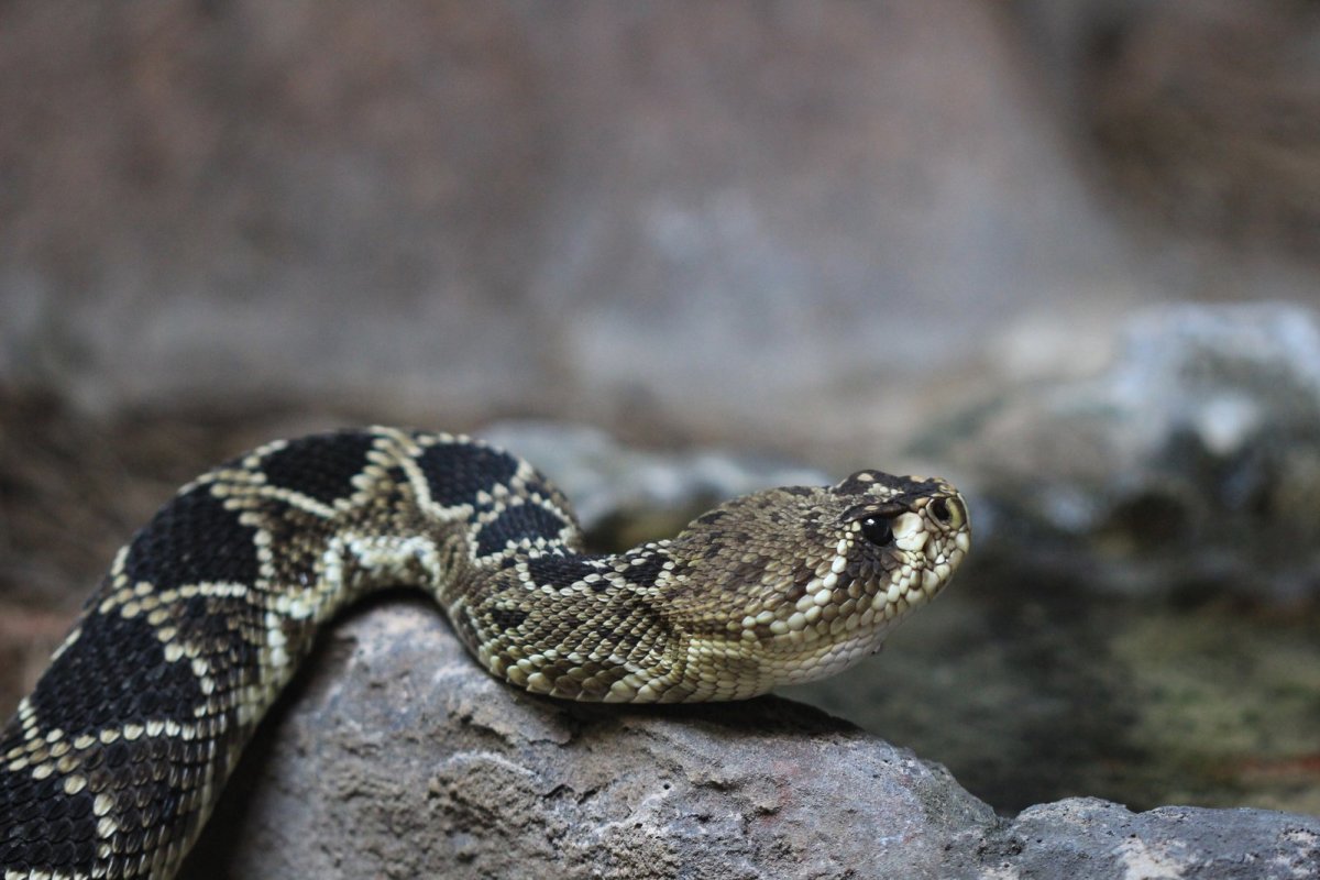 what-to-do-if-you-encounter-a-rattlesnake