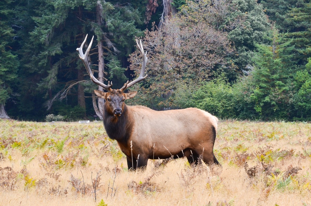 Elk meat is a type of venison.