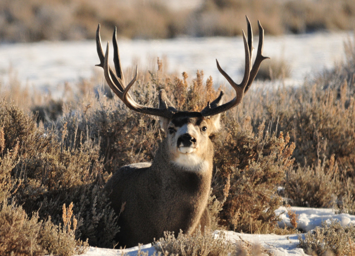 Mule deer are particularly susceptible to CWD
