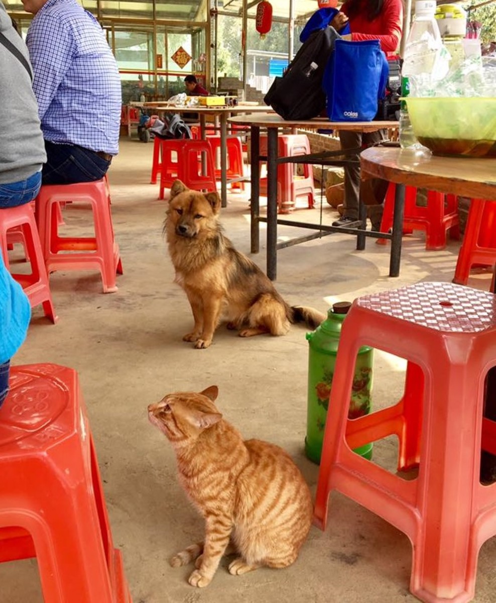 Four legged friends at lunch.  The rooster did not want to be included in the picture! 