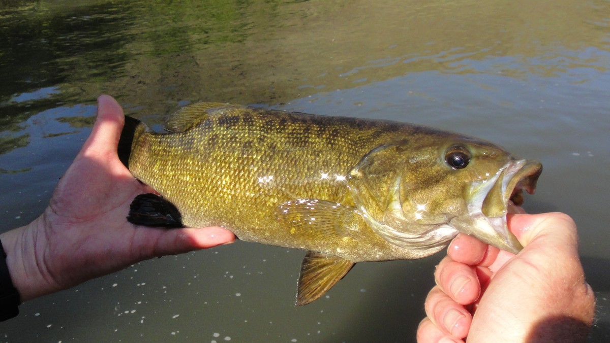 Typical Ronde smallie. Days of 50+ of these caught are not unheard of.