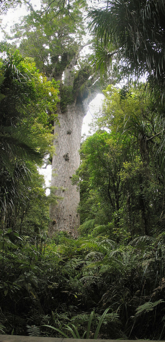 'Tane Mahuta,'  a Kauri tree of record size, is named after the Maori god of the forest.