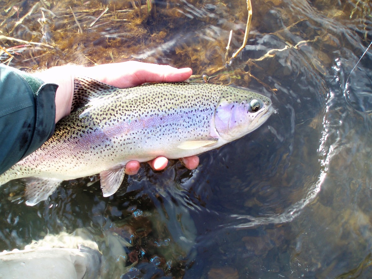 Trout Fishing on the Grande Ronde River SkyAboveUs