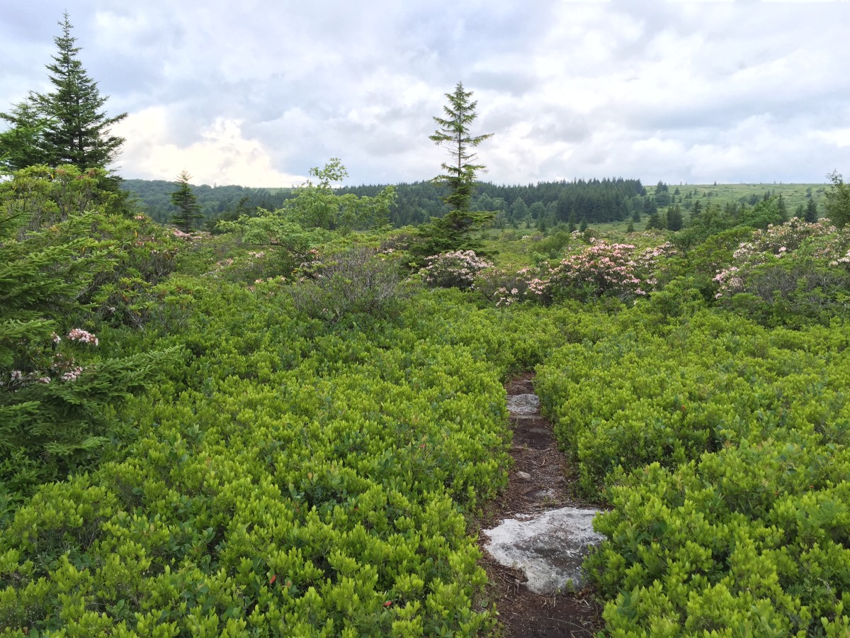 Dolly Sods: An Outstanding Backpacking Adventure You'll Love - Dolly SoDs Wv An OutstanDing Backpacking ADventure Youll Love