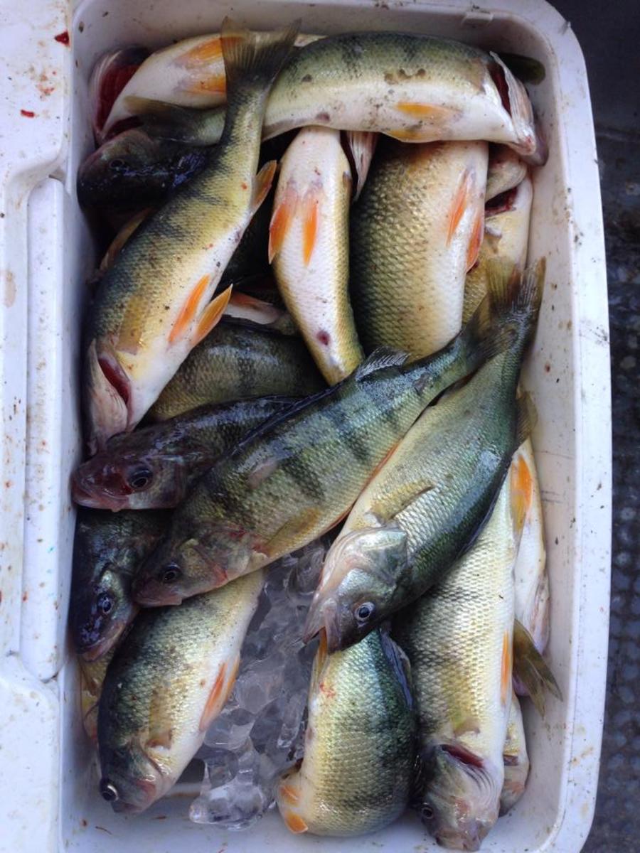 A nice haul on Conneaut Ohio's PC QUEEN from a day on the water.