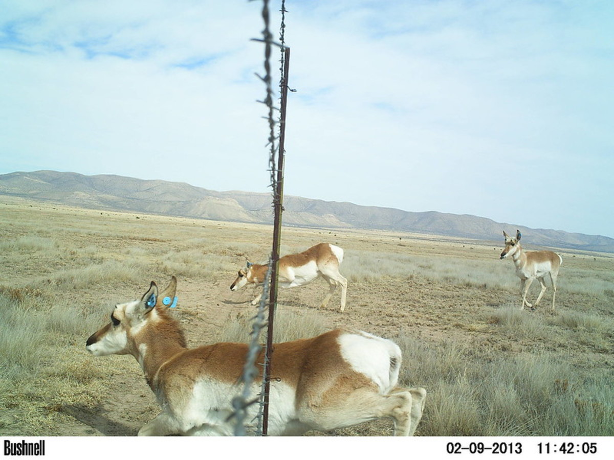 How to Hunt Pronghorn (Guns, Gear, Tactics) SkyAboveUs