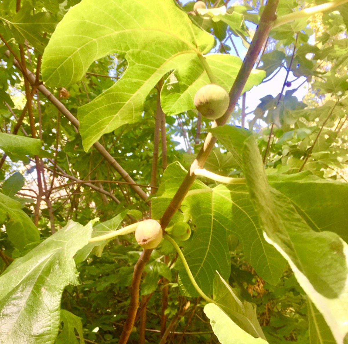 Figs.