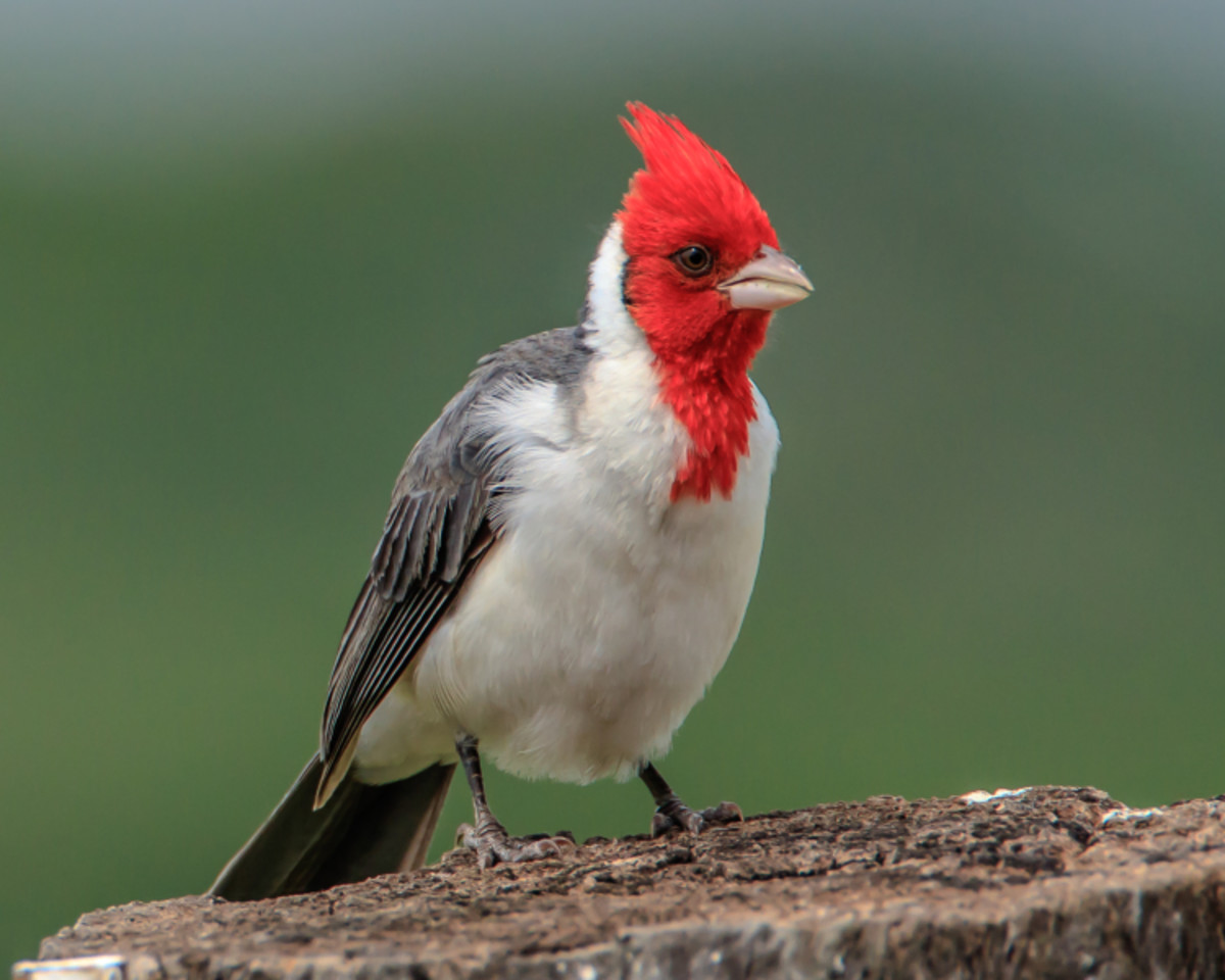 The Hawaiian cardinal, though not closely related to other cardinals, is a striking bird of South America and Hawaii.