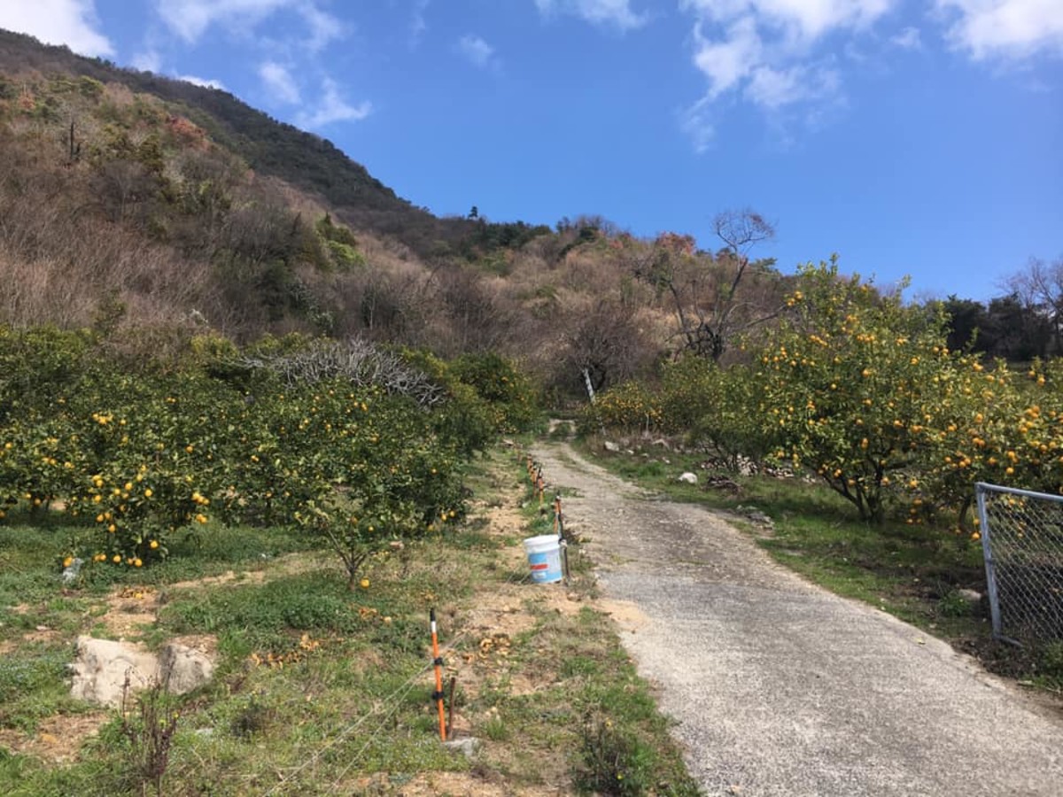 There are tons of citrus farms along the route. Although you aren't supposed to pick the fruit yourself, you can buy various citrus fruit products, including cookies and juices, at almost any store along the route.