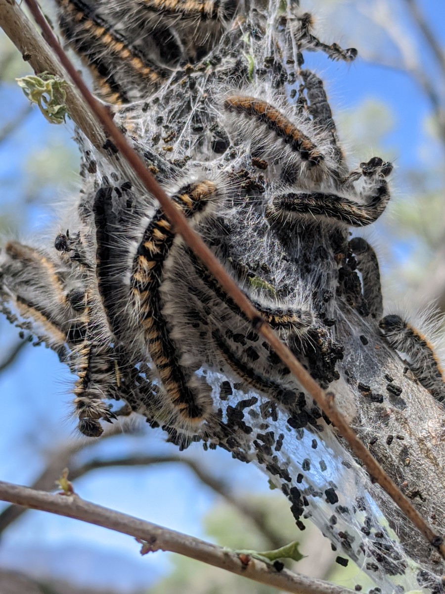 Closeup view of the communal nest in a tree created by the caterpillars after they hatched.