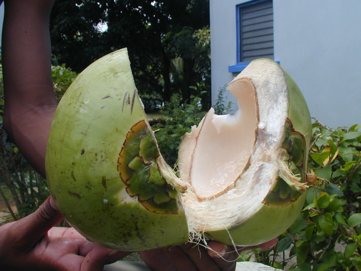 The Numerous Benefits Of Coconut Water - HubPages