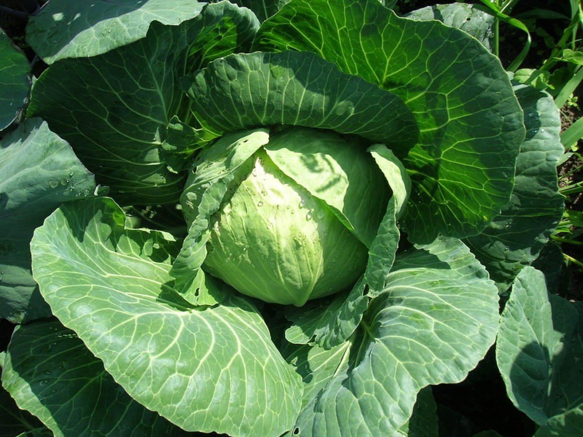 Cabbage is high in amino acids and helps fight inflammation.