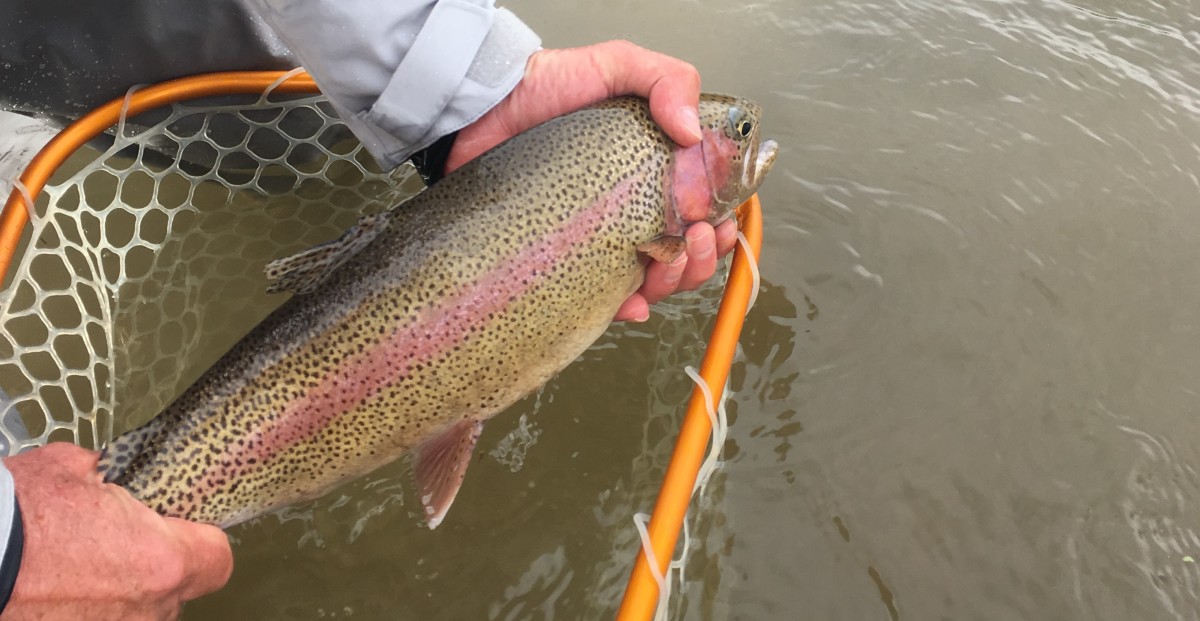 Wyoming rainbow trout, ready to head home.