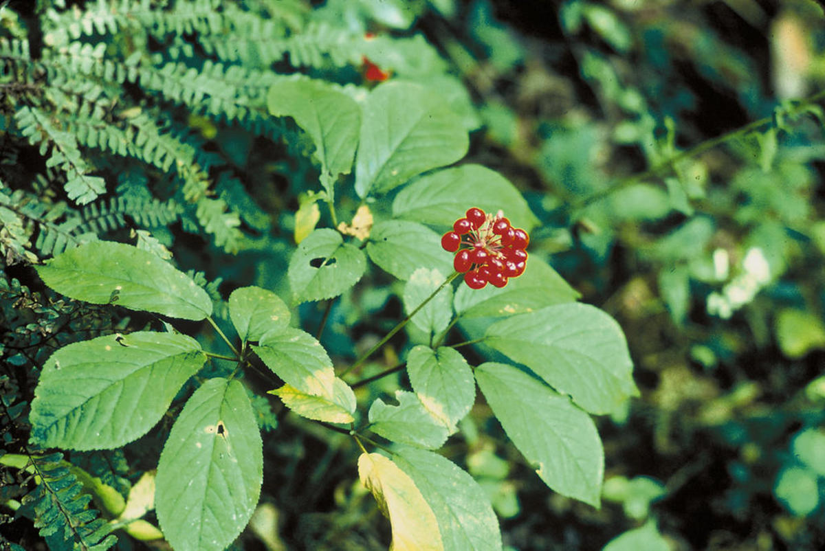 Ginseng is a Chinese herb believed to have energising properties