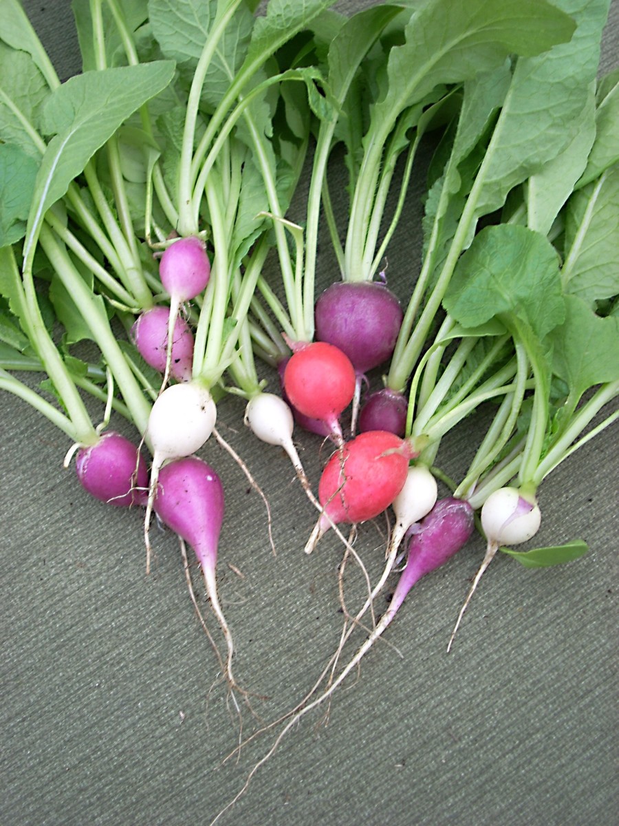 Radishes Roots, Leaves, Nutrients, and Potential Health Benefits